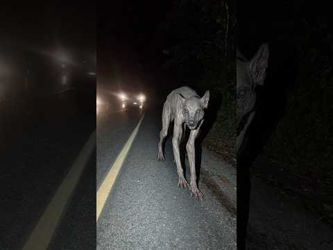 Terrified Driver Films Chupacabra Crossing Road In Dominican Republic 