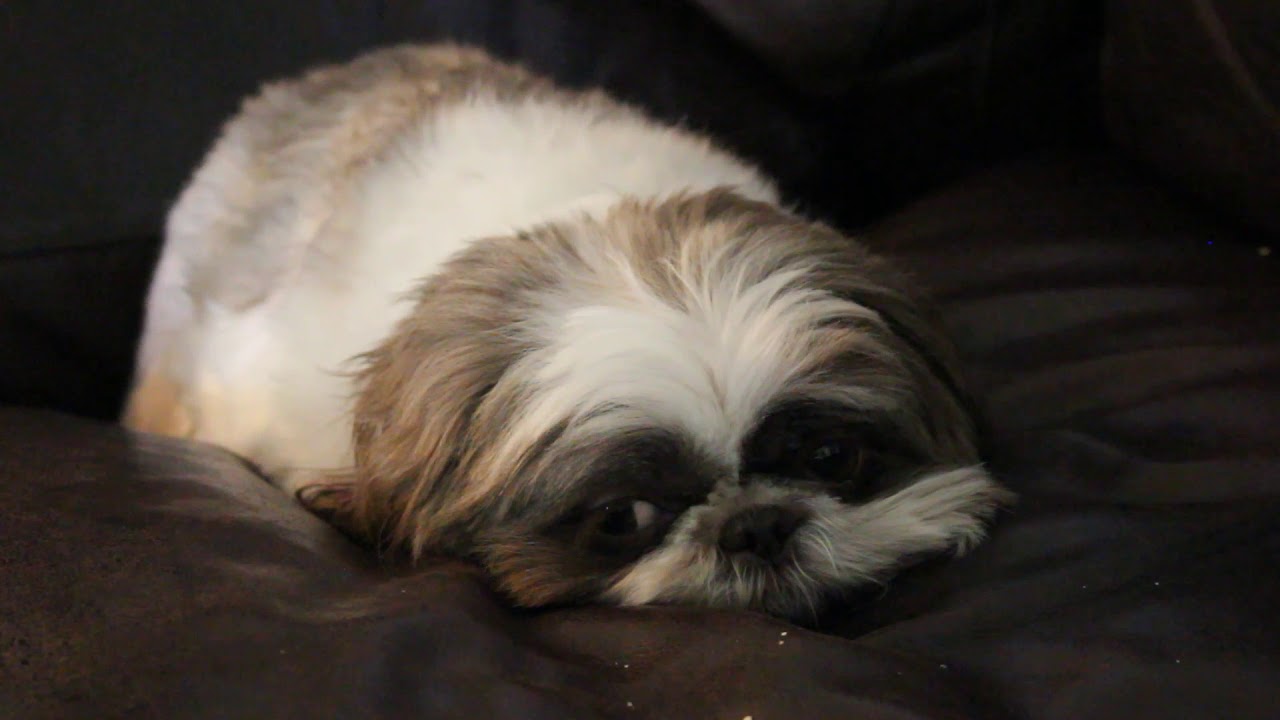 Cute ShihTzu Sleeps in a Subdued Manner YouTube