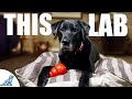 10 Lessons A Labrador Retriever Taught Me About Dog Training