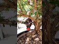 Air layering a bonsai with a plastic bottle #shorts #bonsai #airlayering #gardening #planttok