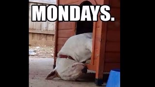 English Bullterrier Memes Funny Pictures Bull Terrier Memes