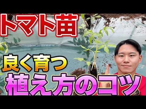 【最初が肝心です】トマトを植えるときに農家が意識していること教えます