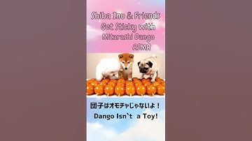 Shiba Inu ＆Friends Get Sticky with Mitarashi Dango ASMR #asmr #cute #癒し#生成ai #pets #みたらし団子で遊ぶ#dogs