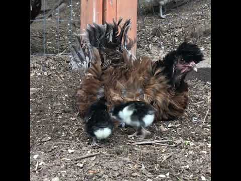 petco hours Mother Hen Dust Bathing with Chicks