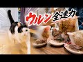 子猫保護して大忙し…でもウルンは全速力！！（喜）