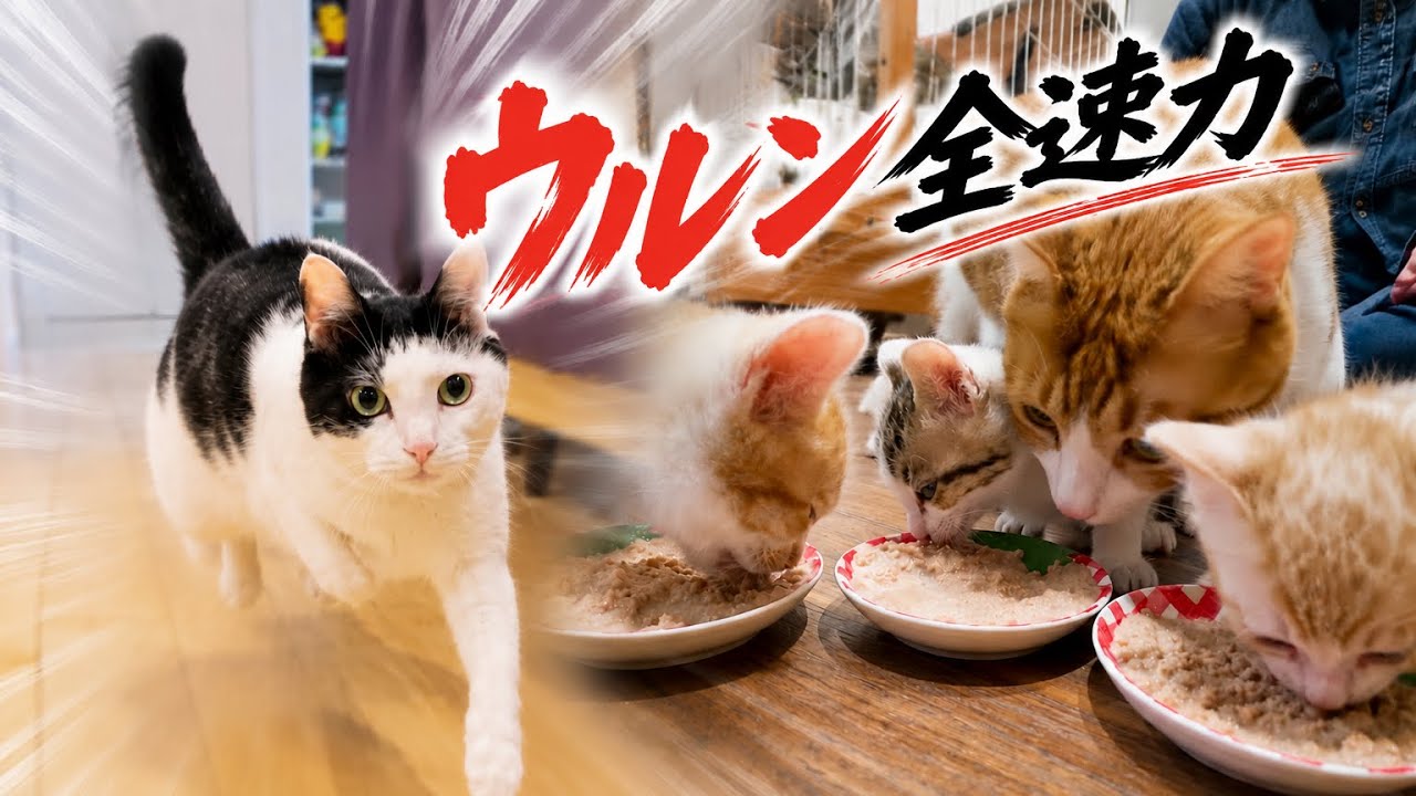 So busy after rescuing a kitten… but Urun is running at full speed