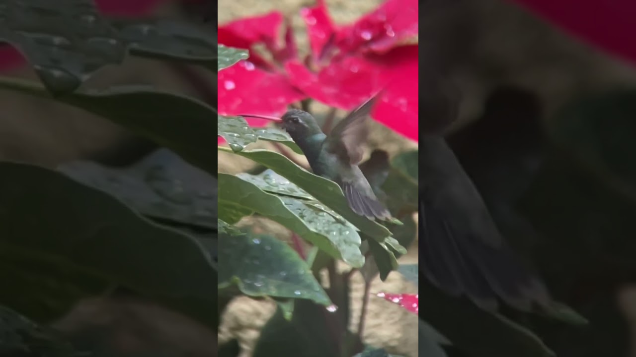 HUMMINGBIRD Splash! 💦 ¡El Gran Chapuzón del COLIBRÍ! 