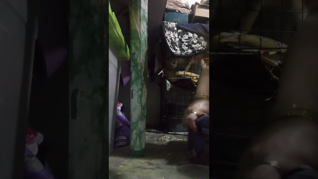 Ng linis Ako Ng kulungan Ng pusa ko.with bless thanks Po guys 🙏✌️🥰💚