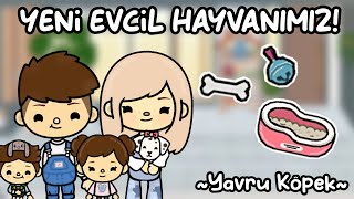 Yeni Evcil Hayvan Sahiplendik Yavru Köpek Toca Life World Türkçe Toca Life King