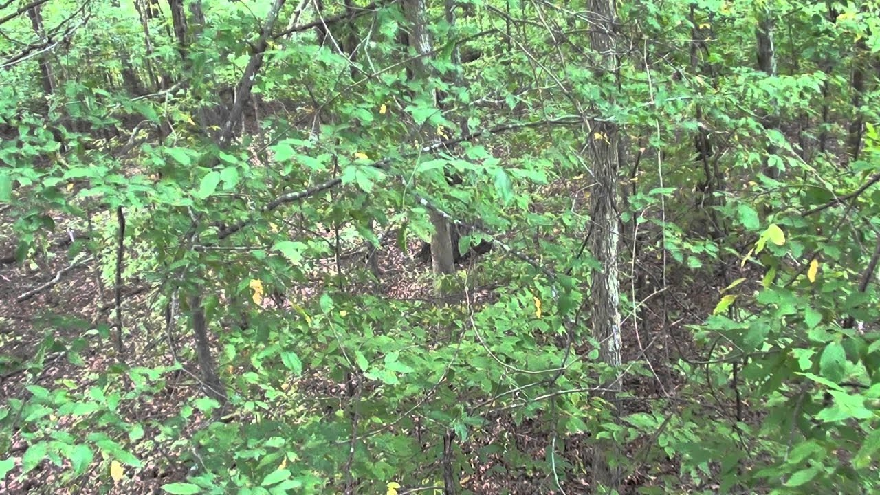 Opening Day Of Bow Season In Missouri YouTube opening-day-of-bow-season-in-missouri-youtube