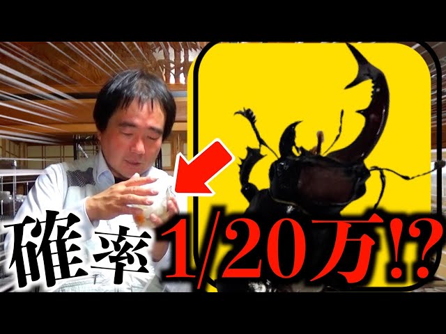 20万に1匹⁉︎二度と見られないクワガタを入手しました - YouTube