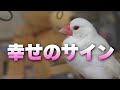 【リア充文鳥】文鳥が幸せを感じている時に見せる行動