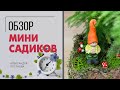 Обзор мини садиков - комнатные цветы можно выращивать вместе и это будет красиво.