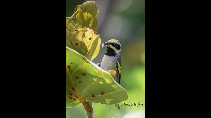 Migratory Birds by Greg Butcher