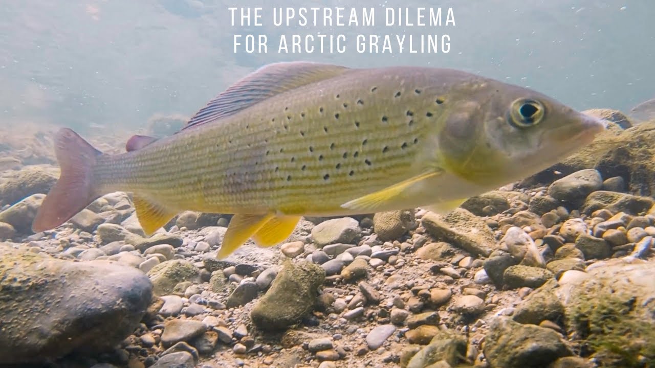 Arctic Grayling - Swiming upstream in the Swan River