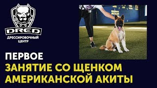 Как провести первое занятие со щенком Американской Акиты | Дрессировка собак Буча Ирпень Как провести первое занятие со щенком Американской Акиты | Дрессировка собак Буча Ирпень