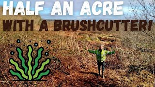 Clearing brambles | Half an acre with a brush cutter preparing land for 2000 Native Trees