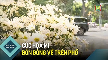 Cúc họa mi đón Đông về trên phố  | Hà Nội đẹp và chưa đẹp
