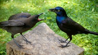 Common Grackle feeds fledgling | Bird Sounds