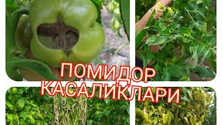 Pomidor Kasalliklari Haqida Pomidor Kasalliklari Haqida
