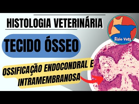 Vídeo: Onde pode ser encontrada a ossificação endocondral?