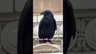 Why Ravens Chase Hawks (Urban Bird Behavior Explained) 👀🦅🐦 #ravens #hawks