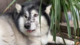 Naughty Niko Diaries | Giant Dog Caught Digging Up Garden!