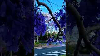Jacaranda in Richland, Brisbane #jacaranda #australia #brisbane #flowers @Gustixa