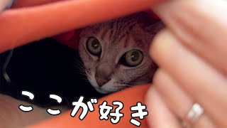 飼い主の服の中が暖かいことに気づいた猫がこちら！ by ねこほうチャンネル 34,559 views 2 months ago 4 minutes, 15 seconds