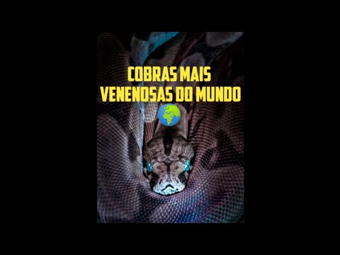 COBRAS MAIS VENENOSAS DO MUNDO