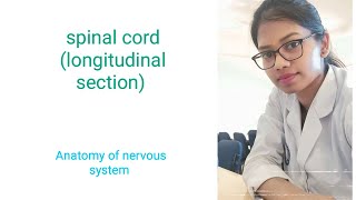 longitudinal section of spinal cord (nervous system) #anatomy #teaching