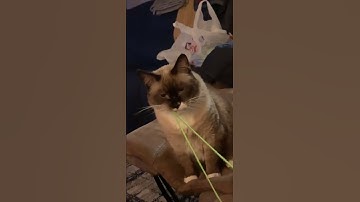 Cat Swallowed Some String || ViralHog