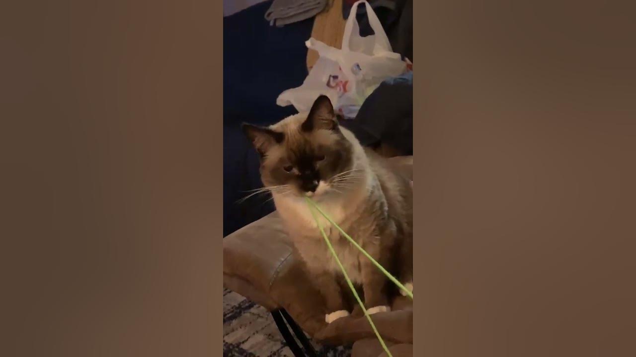 Cat Swallowed Some String ViralHog YouTube