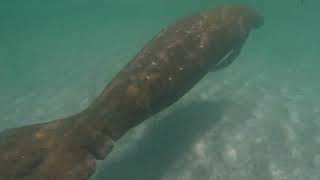 Longboat Key/New Pass/Gulf of Mexico Manatee. GoPro 4K 5/23/23