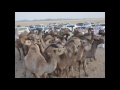 صور حفل الشيخ حمودعبدالله ابوراس 15 12 1437هـ صور حفل الشيخ حمودعبدالله ابوراس 15 12 1437هـ