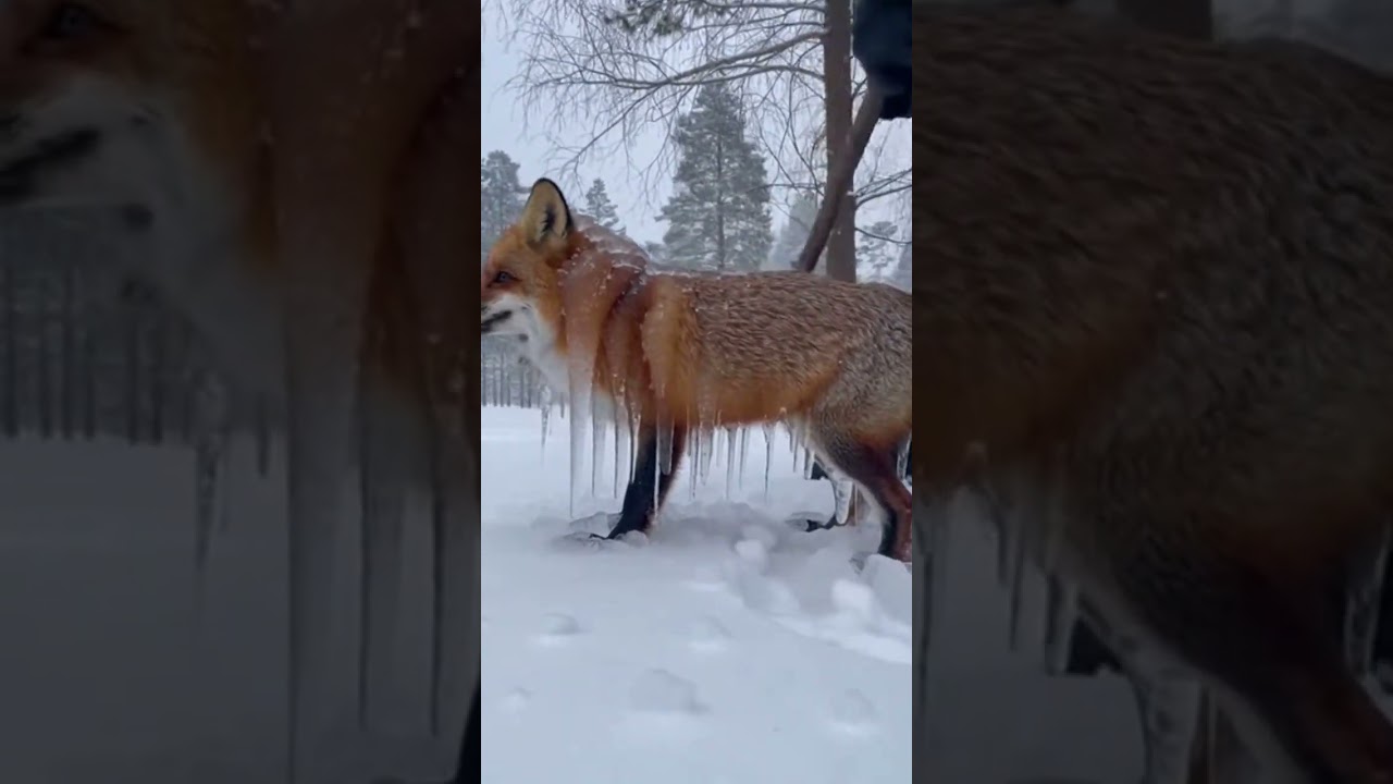 Rescue animals stuck in the ice