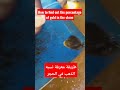 طريقة معرفة نسبه الذهب في الحجر العبريHow To Find Out The Percentage Of Gold In The Stone طريقة معرفة نسبه الذهب في الحجر العبريHow To Find Out The Percentage Of Gold In The Stone