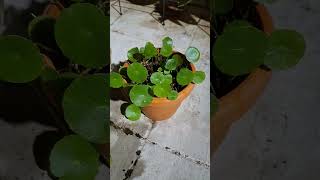 Chinese Money plant❤️☘️#plants #gardening #terracegarden #chinesemoneyplant #plantcare #foryoupage