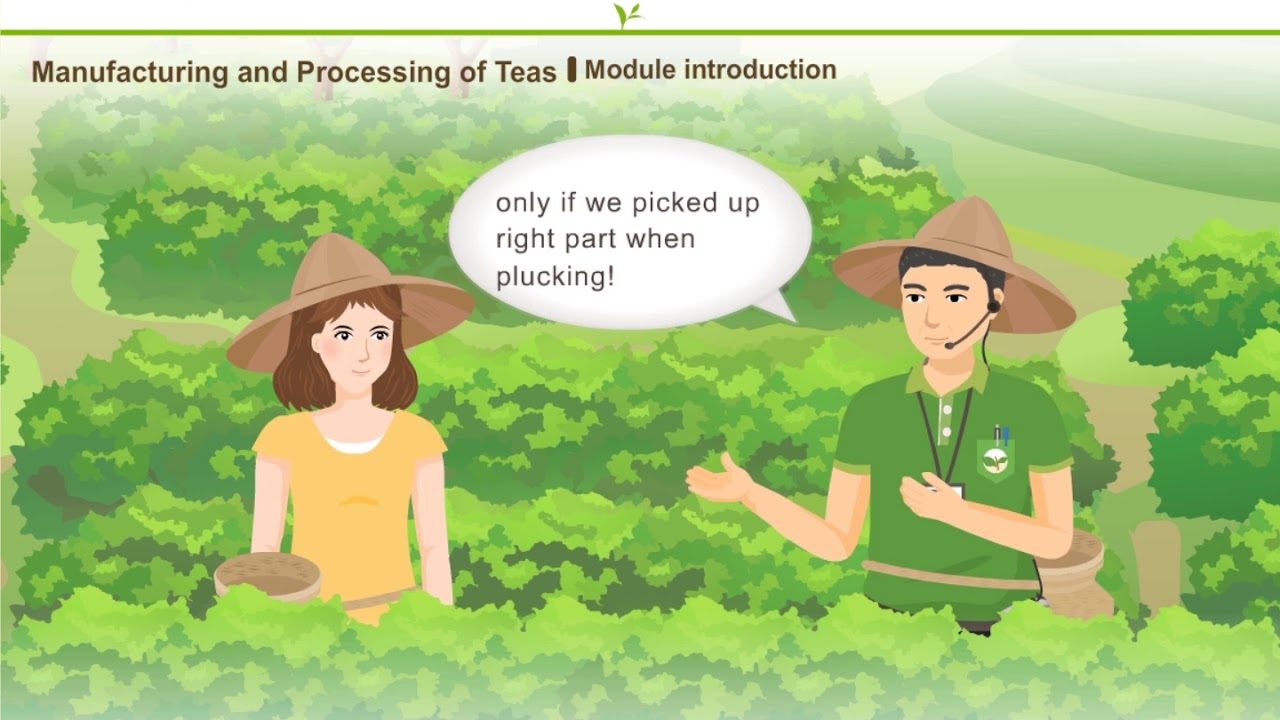 4-1Manufacturing and Processing of Tea- Module introduction - YouTube