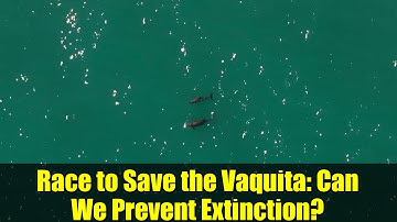 Race to Save the Vaquita: Can We Prevent Extinction?