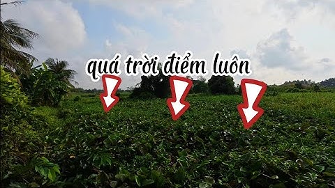 CÂU CÁ RÔ ĐỒNG,Những Đầm Hoang NTN Toàn Là Siêu Phẩm.Trung Miền Tây.T319