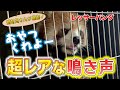 激レア！レッサーパンダのおねだりする声が偶然録れました！