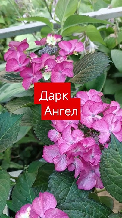 Крупнолистная гортензия Дарк Ангел.зимует с небольшим укрытием #дача # ...