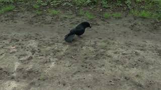 Female crow : &quot;click click&quot; aggressive vocalization