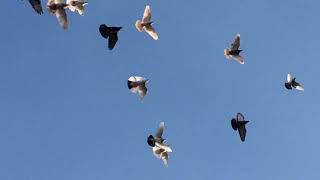 #Pigeons.Почему голубка не несётся.