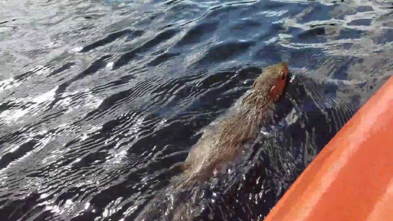 Kayaker Gets Squirrel Escort.