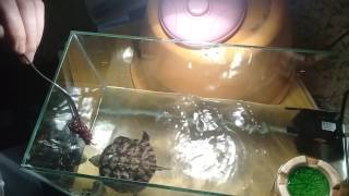 видео Красноухая черепаха: содержание и уход в домашних условиях
