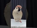 チュン太郎、お腹がふわふわ洗いたてみたい