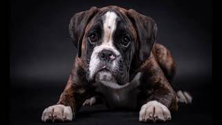 Bruno  Bokser  Szczeniak  Puppy Boxer Dog  Dog's photography