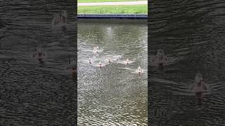 Mother Goose With 6 Yong Swimming To Me Bos